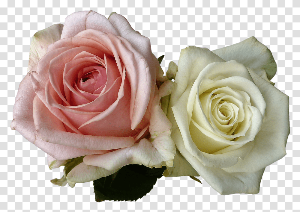 Wedding Roses Flowers Rose Flower White Pink White And Pink Rose, Plant, Blossom, Flower Arrangement Transparent Png