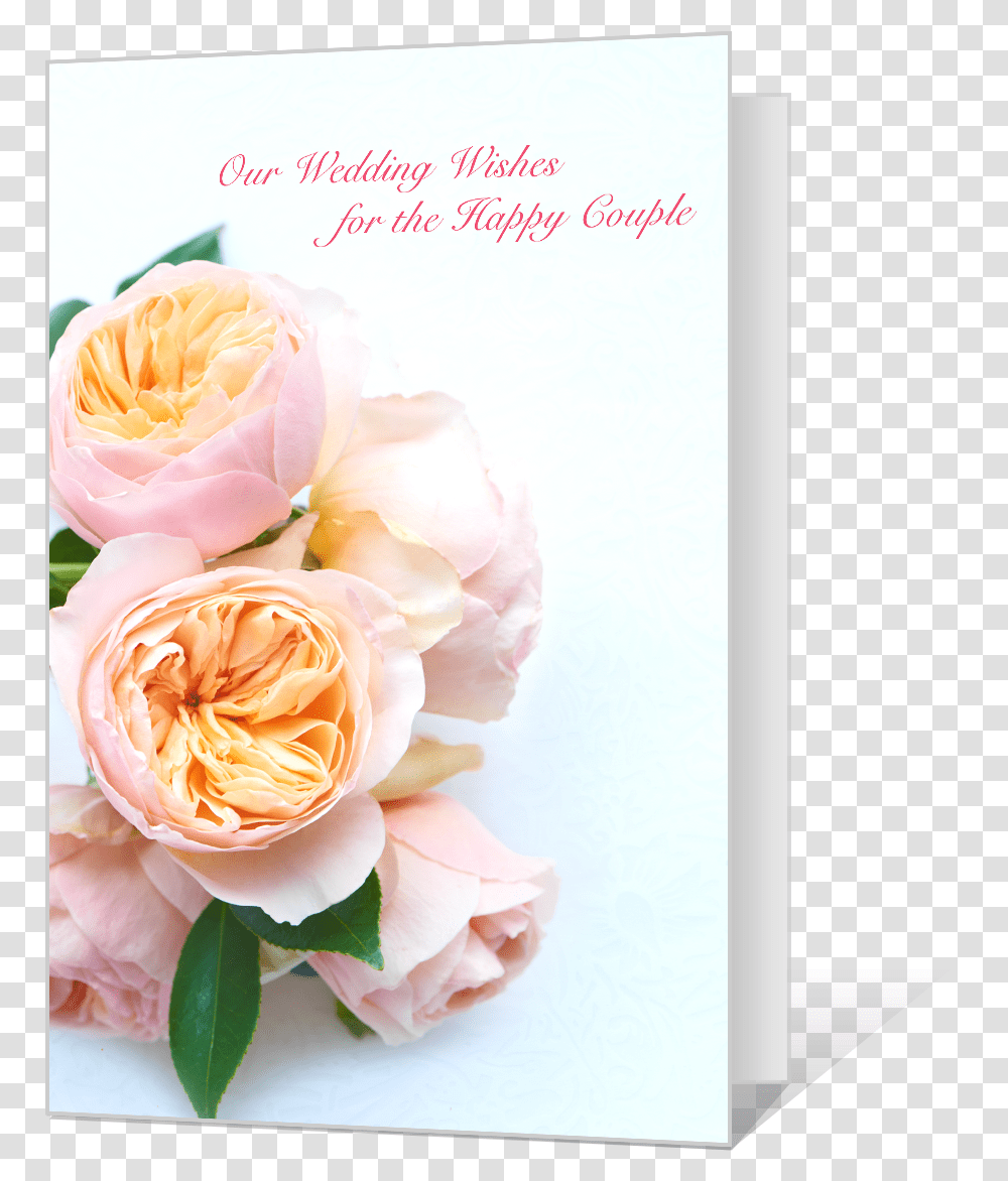 Wedding Wishes Hybrid Tea Rose, Plant, Flower, Blossom, Flower Bouquet Transparent Png
