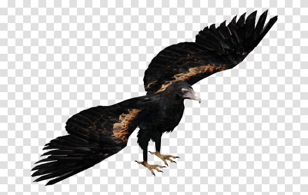 Wedge Tailed Eagle Download Wedge Tailed Eagle, Bird, Animal, Vulture, Buzzard Transparent Png