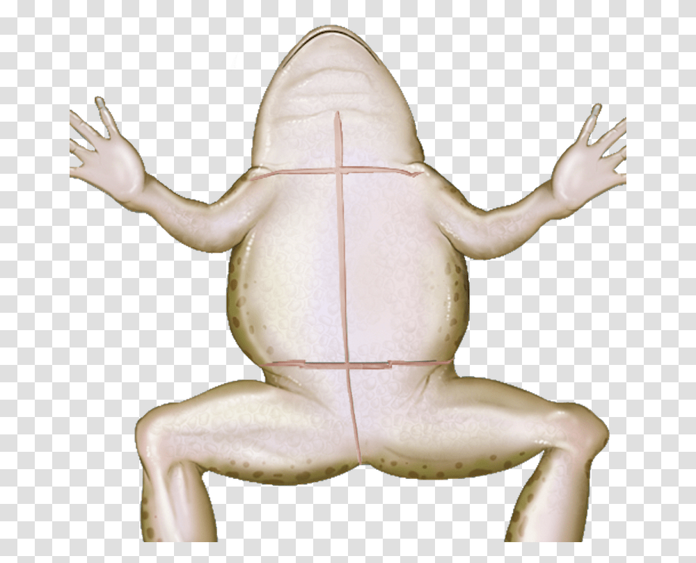 Wednesday Frog True Frog, Wildlife, Animal, Amphibian, Toad Transparent Png