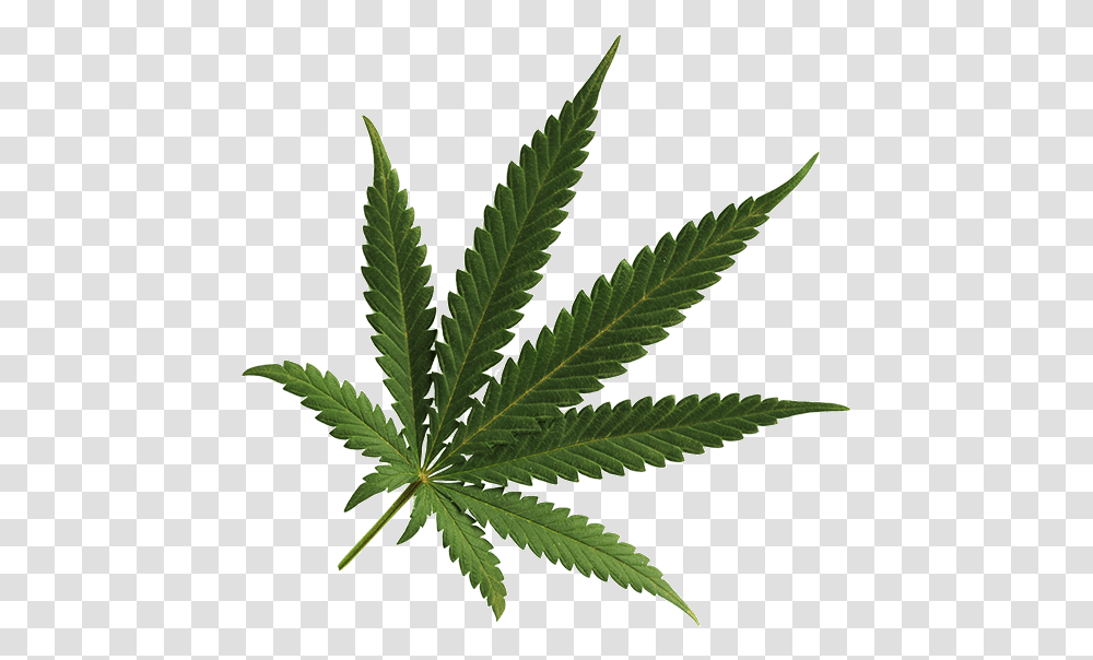 Weed Background Cannabis, Plant, Hemp Transparent Png