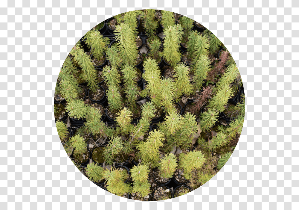 Weed Bud, Conifer, Tree, Plant, Larch Transparent Png