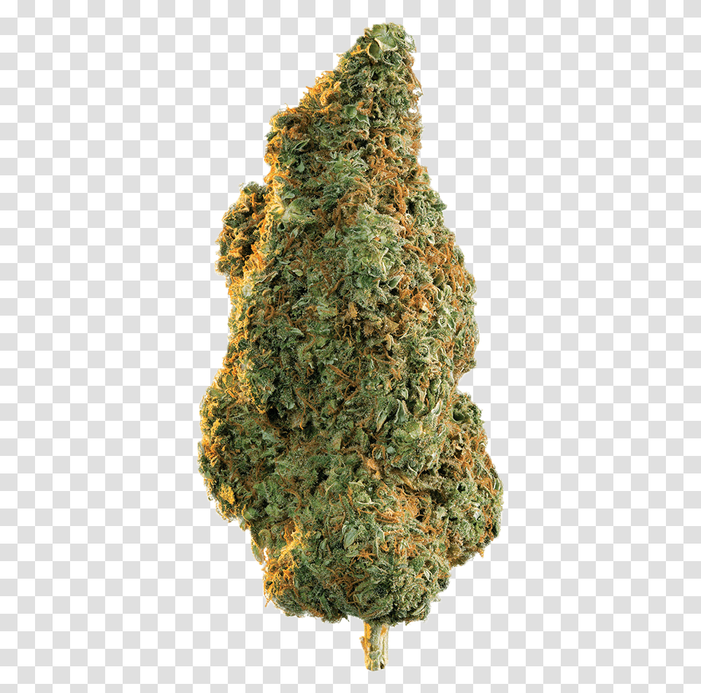Weed Bud, Pineapple, Fruit, Plant, Food Transparent Png