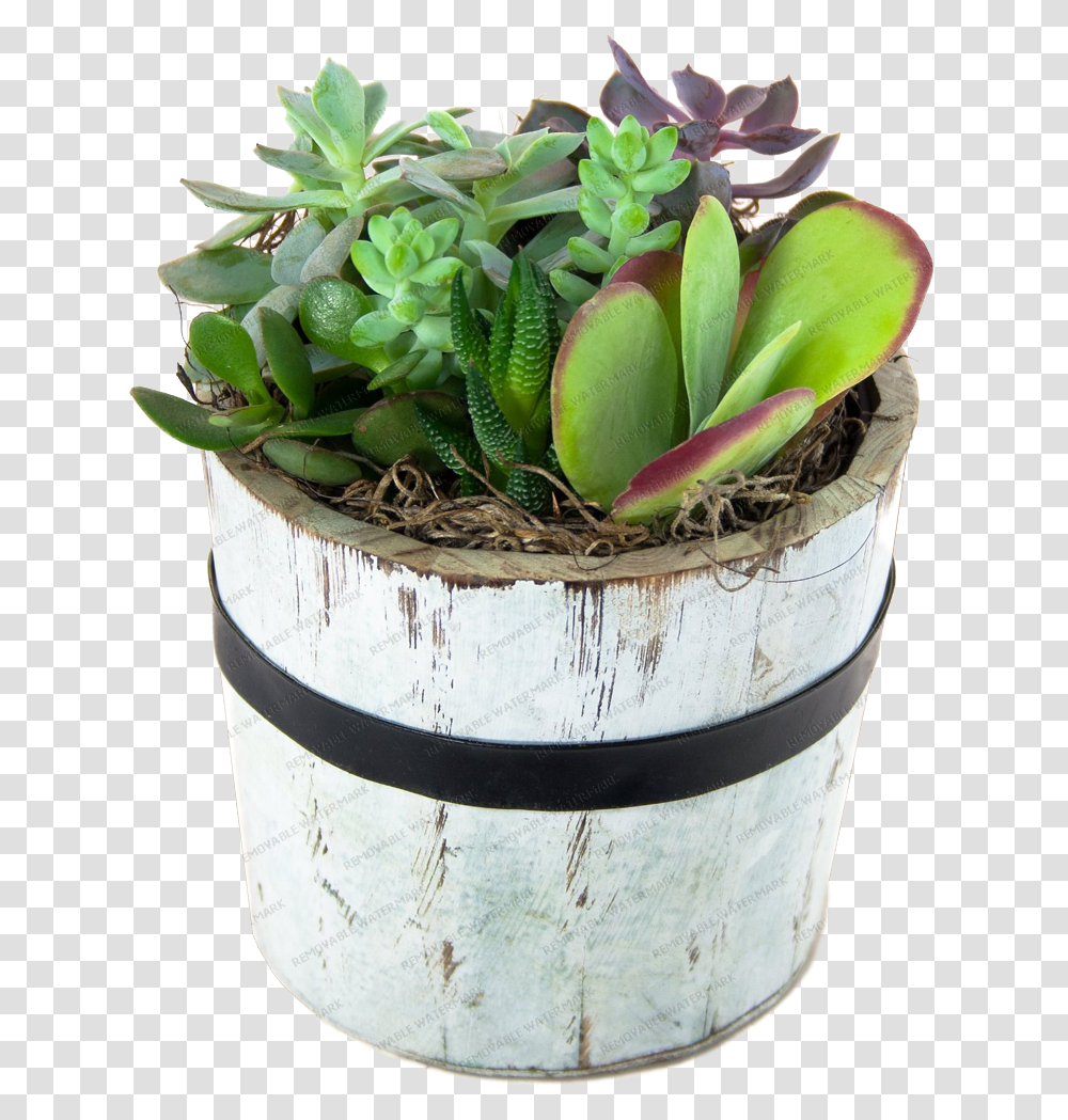 Weed Bud, Plant, Leaf, Potted Plant, Vase Transparent Png