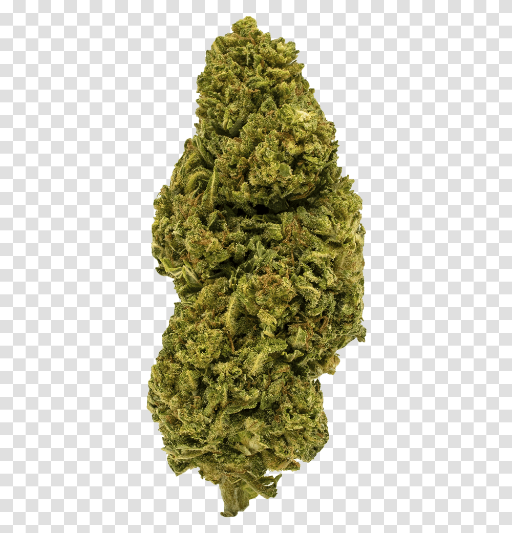 Weed Bud, Plant, Pineapple, Fruit, Food Transparent Png