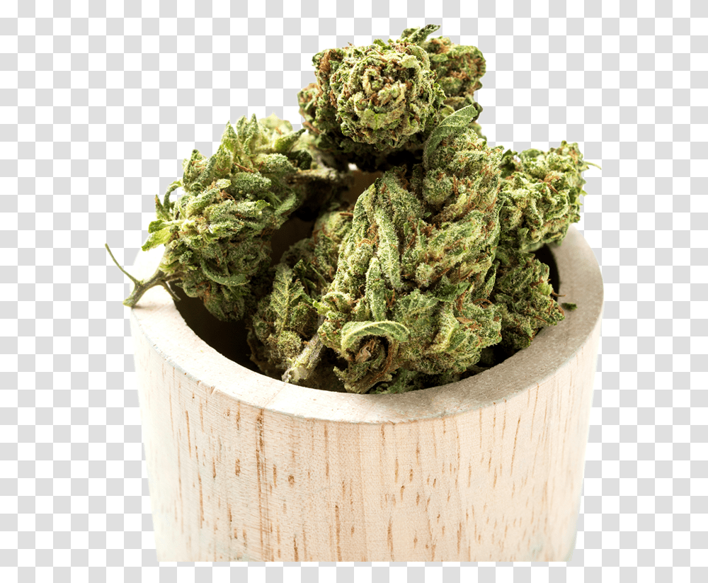 Weed Buds Background, Plant, Pot Transparent Png