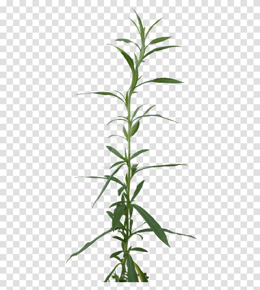 Weed Cut Out Cannabis Sativa, Plant, Pineapple, Fruit, Food Transparent Png