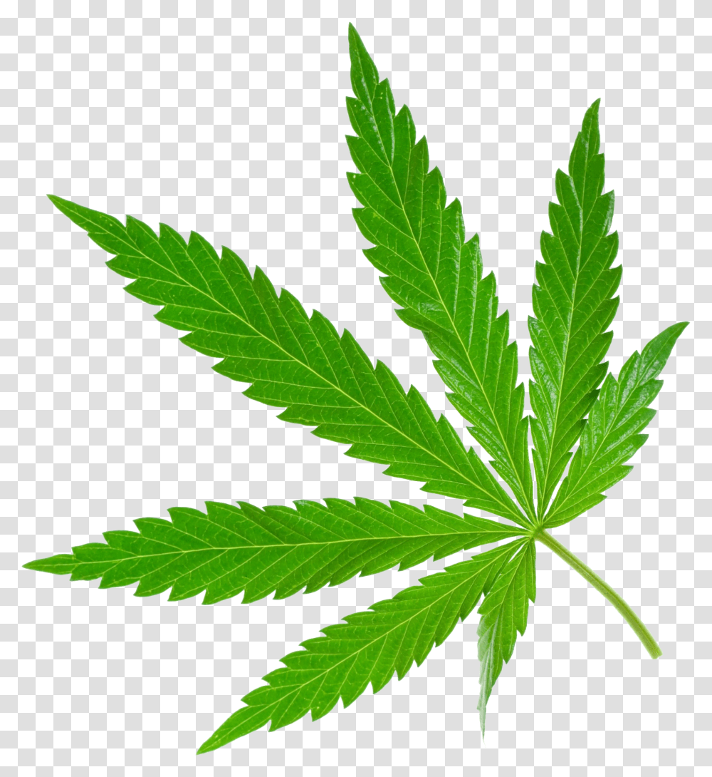 Weed Image, Plant, Hemp, Leaf Transparent Png