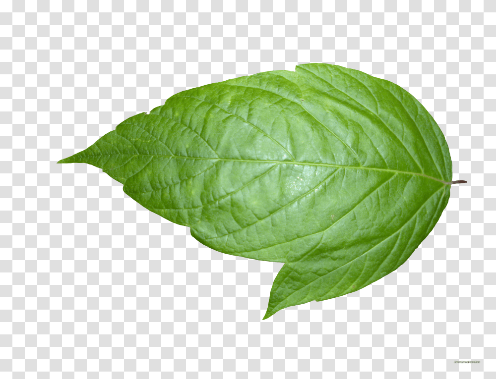 Weed Leaf Background Real Leaf Background Transparent Png