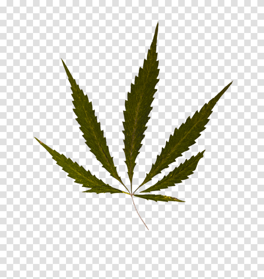 Weed Leaf Drawing Without Background Pot Leaf, Plant, Hemp Transparent Png