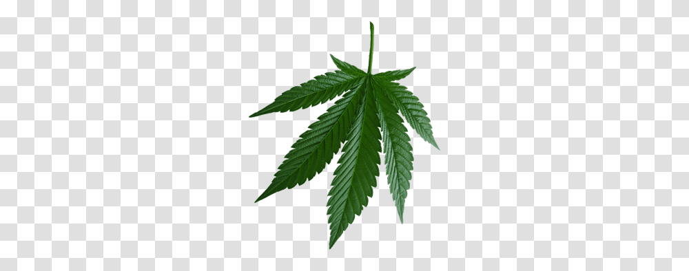 Weed Leaf Images Free Download, Plant, Hemp Transparent Png