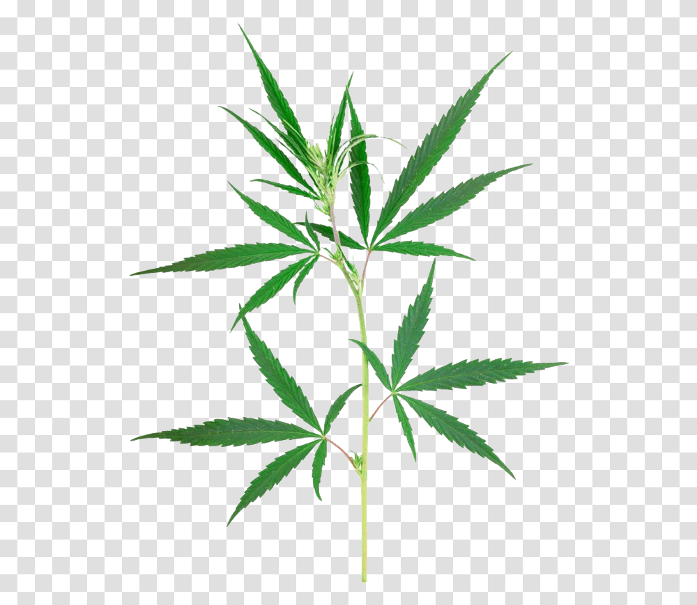 Weed Leaf Marijuana, Plant, Hemp, Flower, Blossom Transparent Png