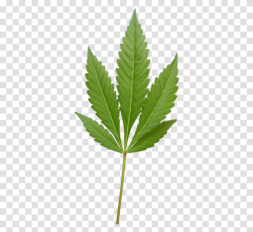 Weed Leaf Marijuana Weed Image Fern, Plant, Tree, Pineapple, Fruit Transparent Png
