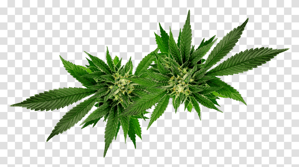 Weed Leaf Oil, Plant, Hemp Transparent Png