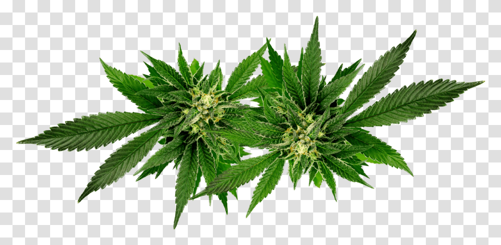 Weed Leaf Oil, Plant, Hemp Transparent Png