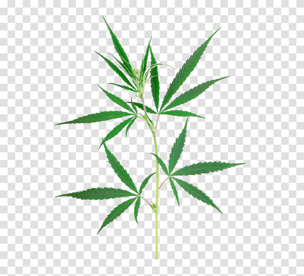 Weed Leaf, Plant, Hemp, Pineapple, Fruit Transparent Png