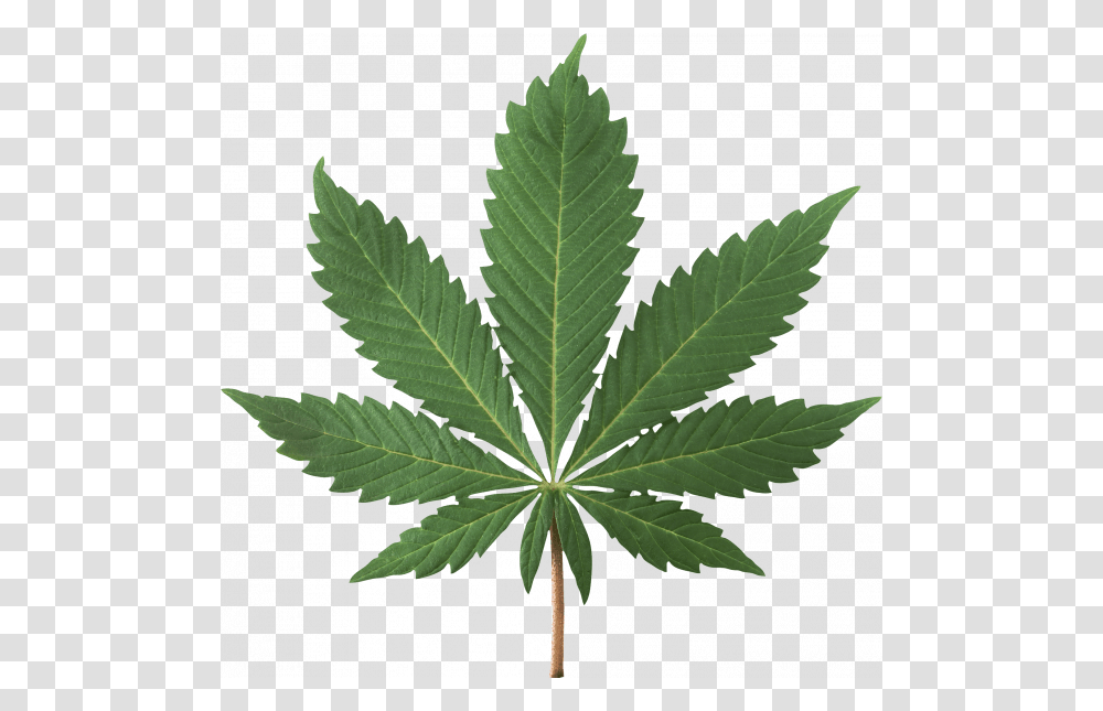 Weed Leaf, Plant, Hemp, Tree Transparent Png