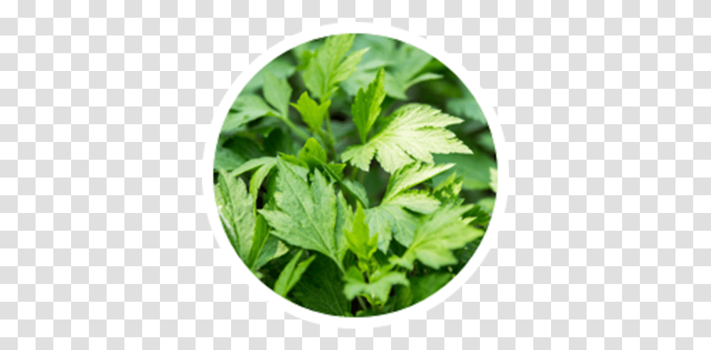 Weed Leaf, Vase, Jar, Pottery, Plant Transparent Png