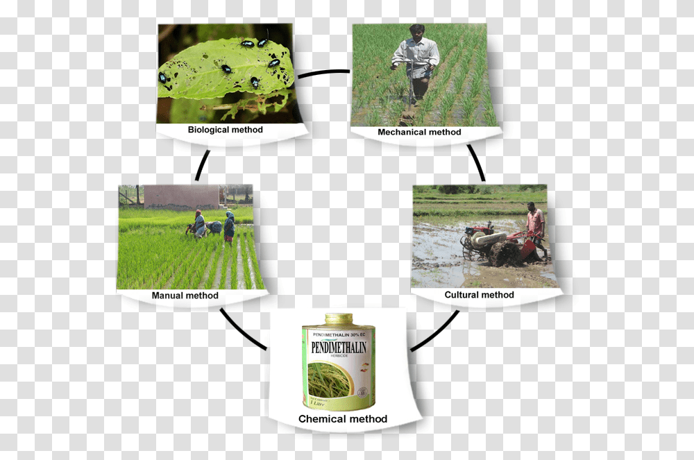 Weed Management In Rice, Person, Human, Field, Plant Transparent Png