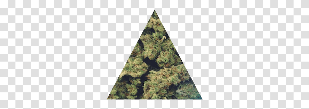 Weed Marijuana Ganja High Edit Nugs Triangle Stoned Weed, Plant, Outdoors, Tree, Nature Transparent Png