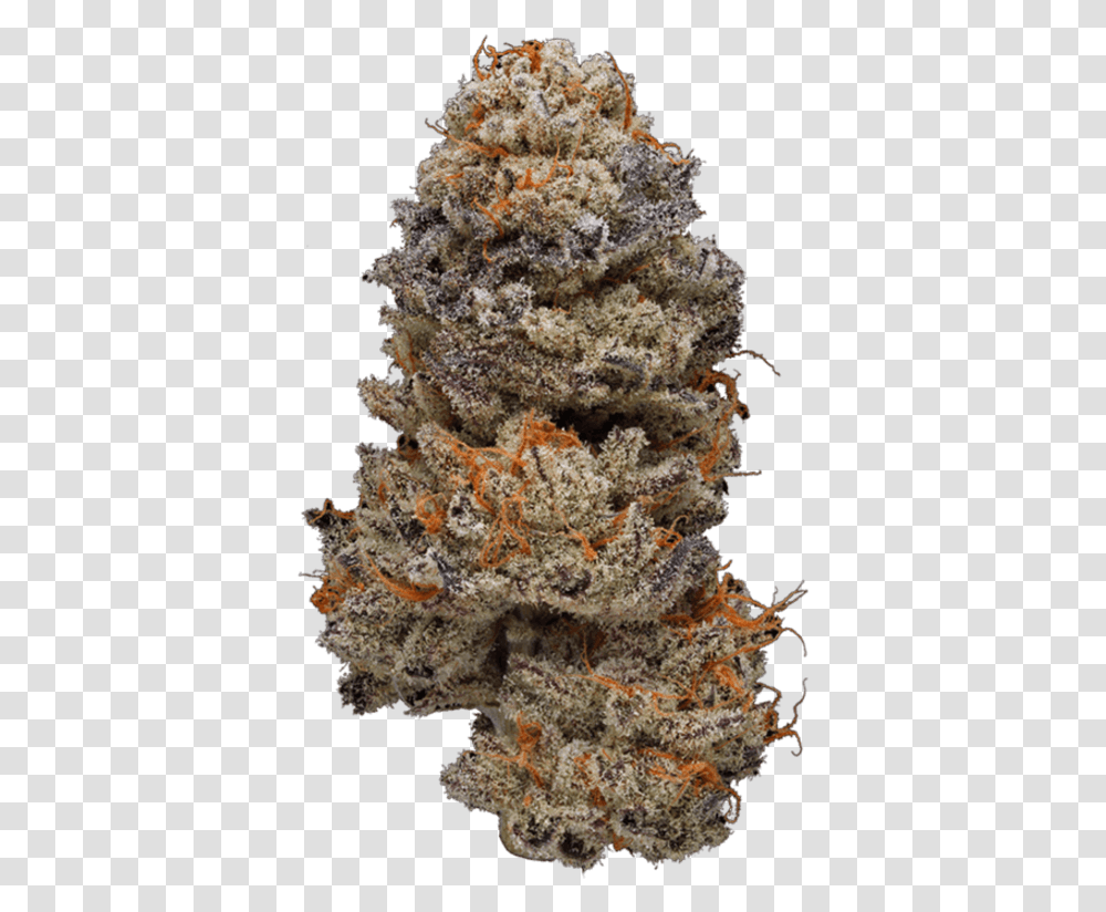 Weed Nug Background, Tree, Plant, Ornament, Christmas Tree Transparent Png