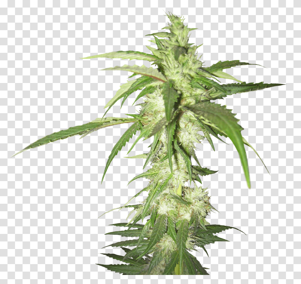 Weed Plant Background, Hemp Transparent Png