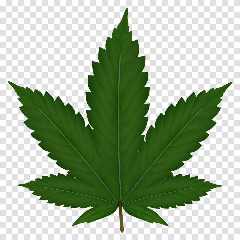 Weed Plant Image, Leaf, Maple Leaf, Tree Transparent Png