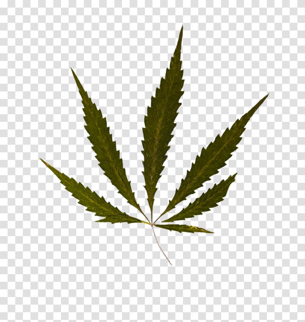 Weed, Plant, Leaf, Hemp Transparent Png