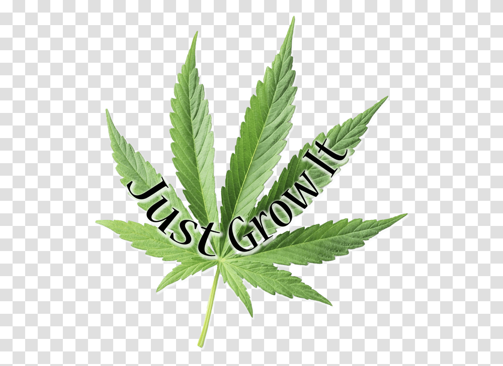 Weed, Plant, Leaf, Hemp Transparent Png
