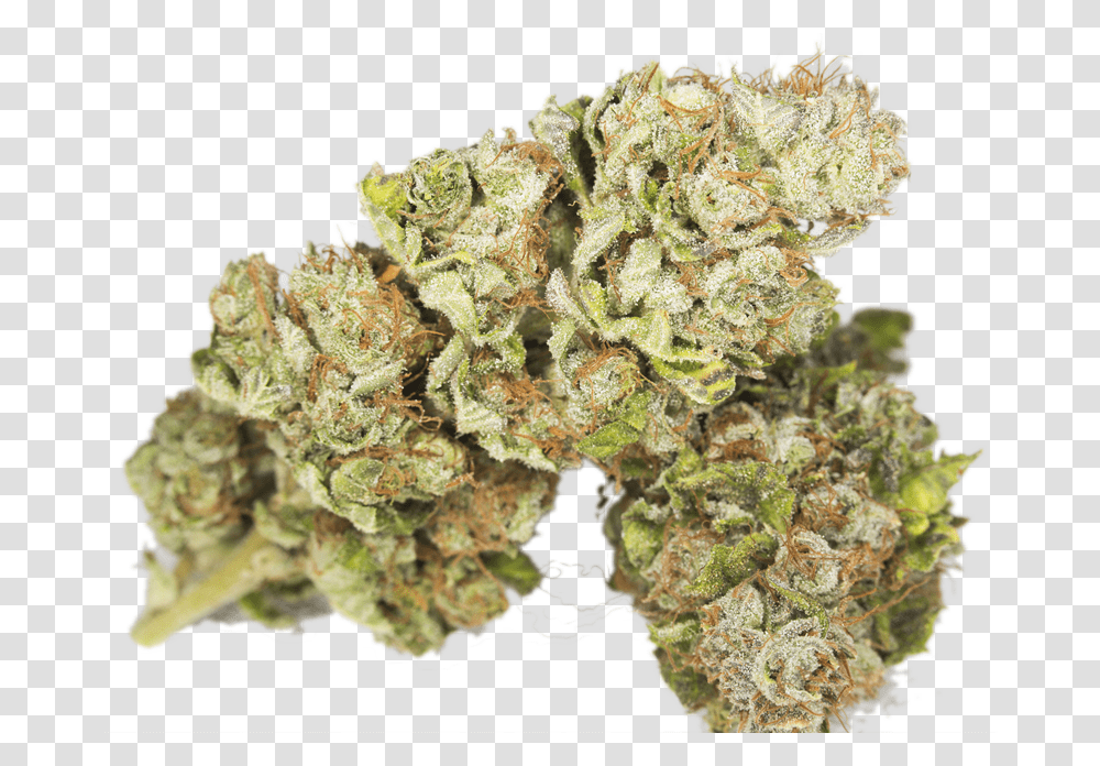 Weed Purple Bruce Banner Weed, Plant, Pineapple, Fruit, Food Transparent Png