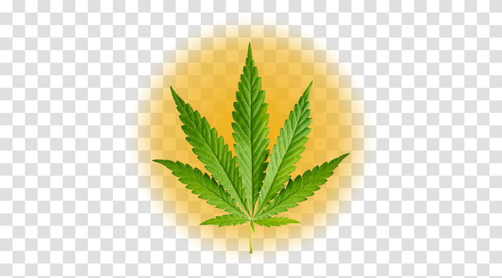 Weed Symbol, Plant, Hemp, Leaf Transparent Png