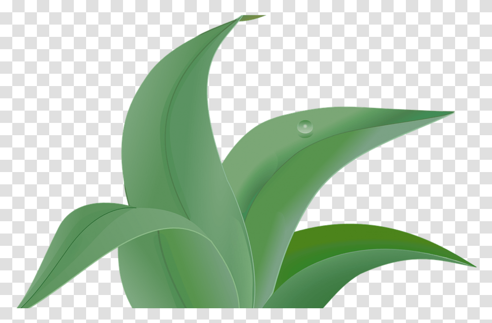 Weed Vector Graphics Pixabay Download Free Images Leafy Plant Clipart, Aloe, Flower, Blossom, Green Transparent Png