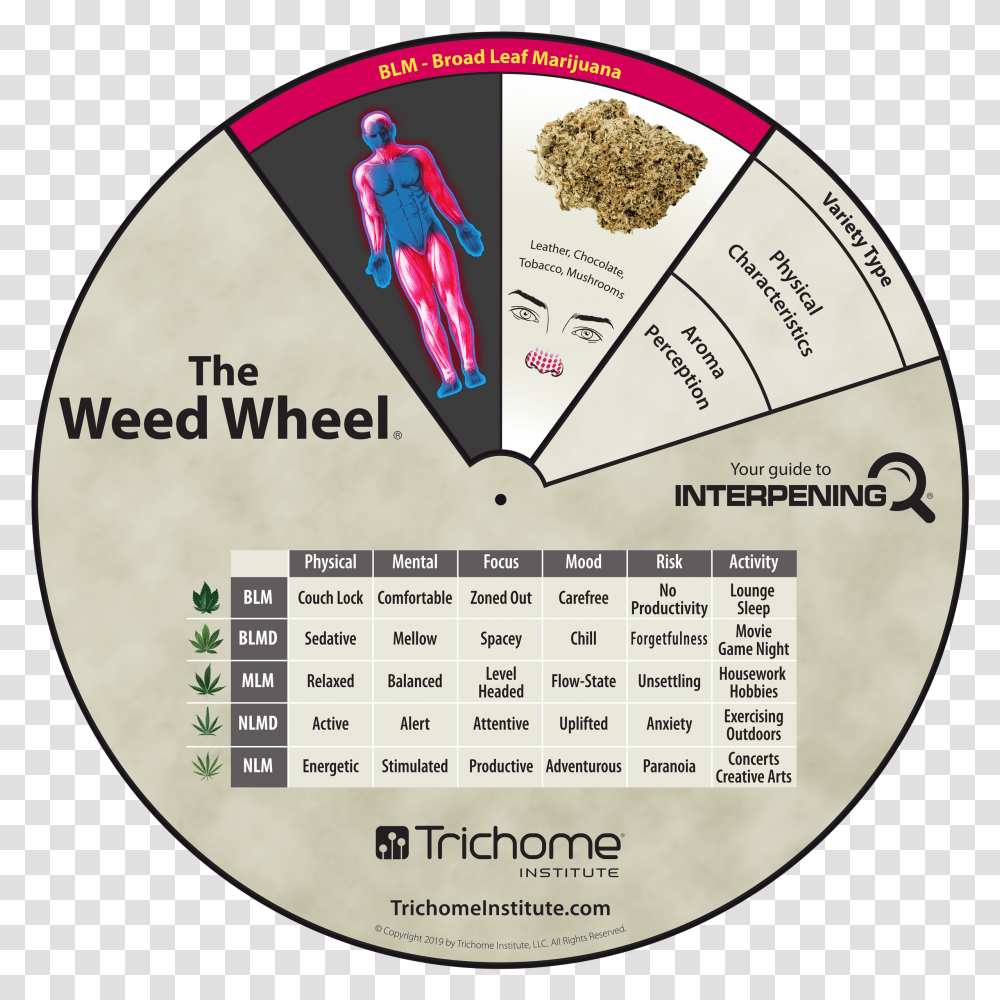 Weed Wheel, Calendar, Person, Human Transparent Png
