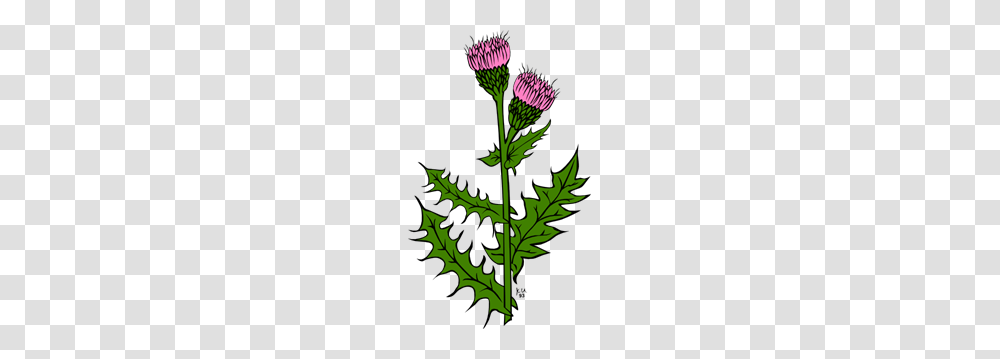 Weed With Pink Buds Clip Arts For Web, Plant, Flower, Blossom, Thistle Transparent Png