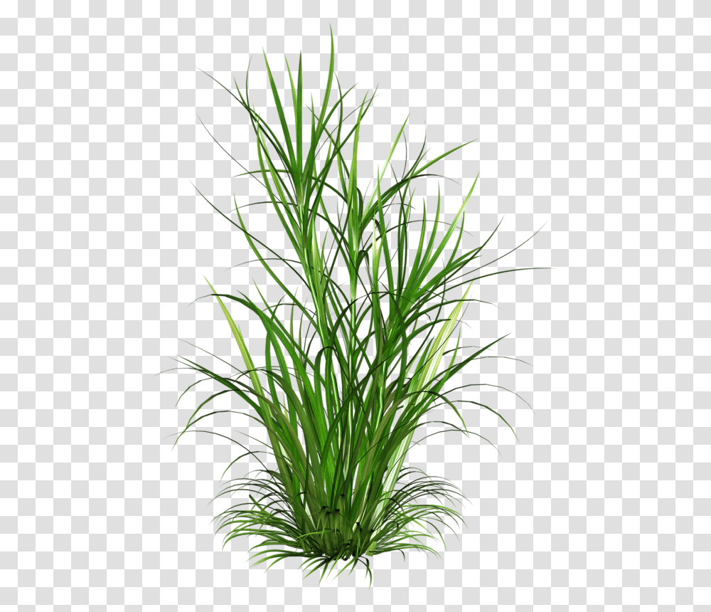 Weeds Grasses, Plant, Vegetation, Bush, Flower Transparent Png