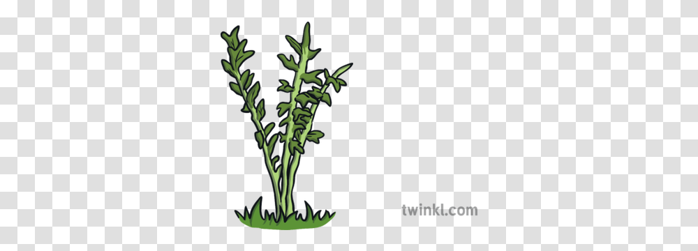 Weeds Illustration Twinkl Grass, Plant, Vase, Jar, Pottery Transparent Png