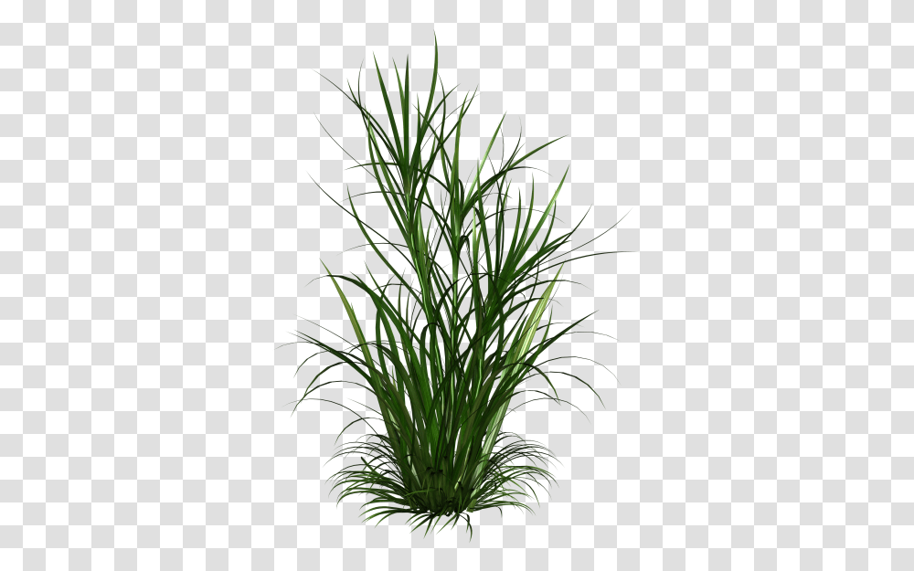 Weeds, Plant, Grass, Flower, Blossom Transparent Png