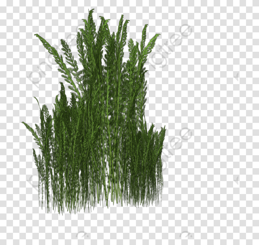 Weeds, Plant, Grass, Food, Vegetation Transparent Png