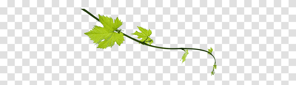 Weekly Http, Leaf, Plant, Vine, Green Transparent Png