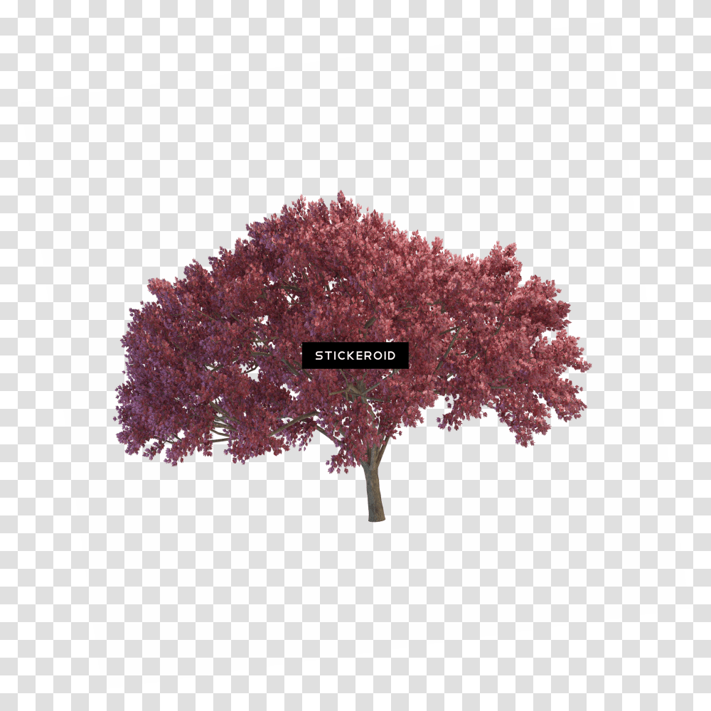 Weeping Cherry Tree Portable Network Graphics, Plant, Maple, Flower, Blossom Transparent Png