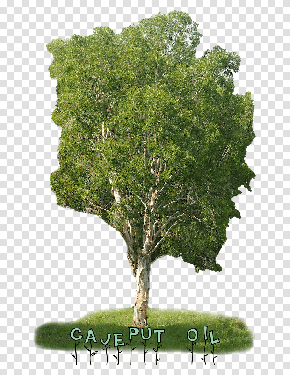 Weeping Melaleuca, Tree, Plant, Tree Trunk Transparent Png