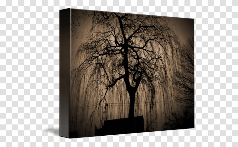 Weeping Willow Black Weeping Willow Paintings, Tree, Plant Transparent Png
