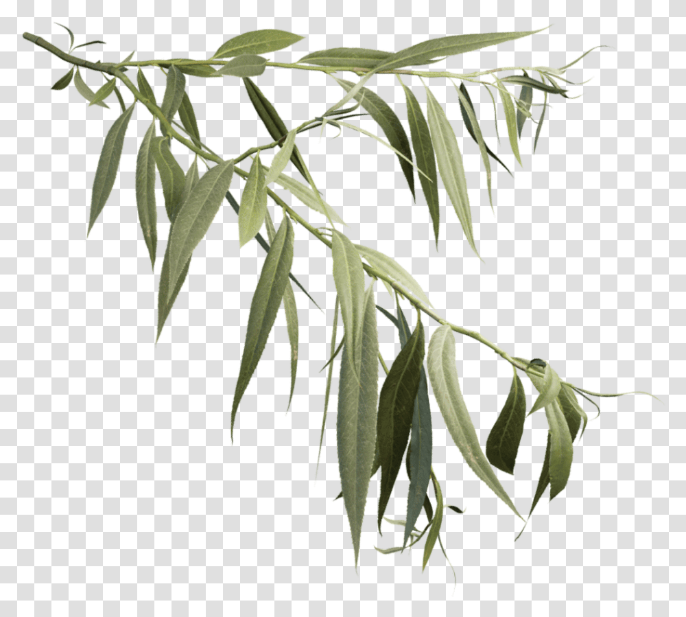 Weeping Willow Branch Download Willow Tree, Leaf, Plant, Annonaceae Transparent Png
