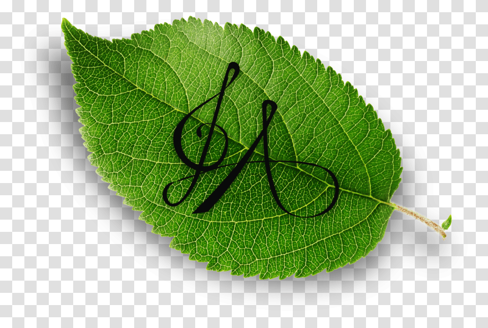 Weeping Willow Sheet Music - By Gabrielle Aapri Hd Photo With Watermark, Leaf, Plant, Green, Veins Transparent Png