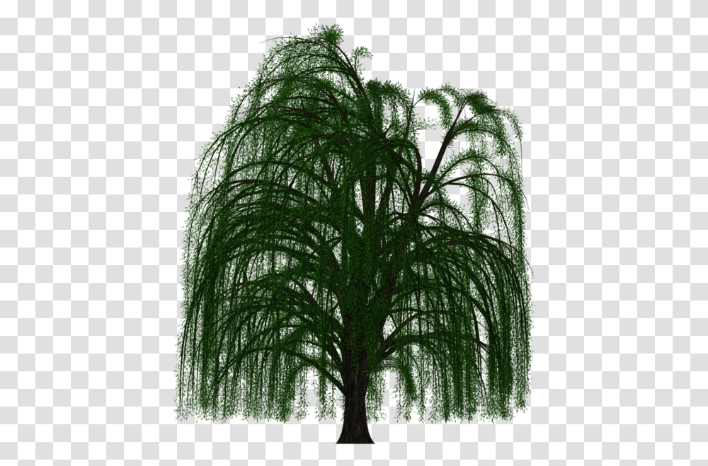 Weeping Willow Tree Background, Nature, Plant, Land, Outdoors Transparent Png