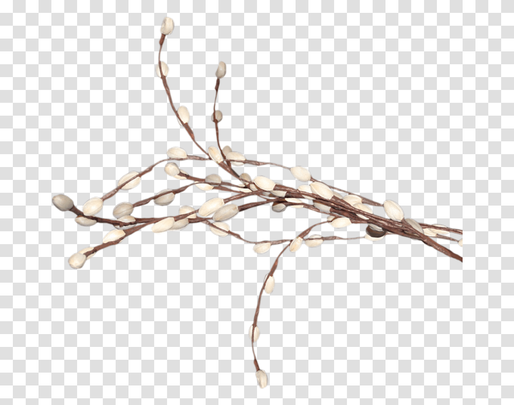 Weeping Willow Tree Clip Art Pussy Willow Clipart, Plant, Flower, Petal, Accessories Transparent Png