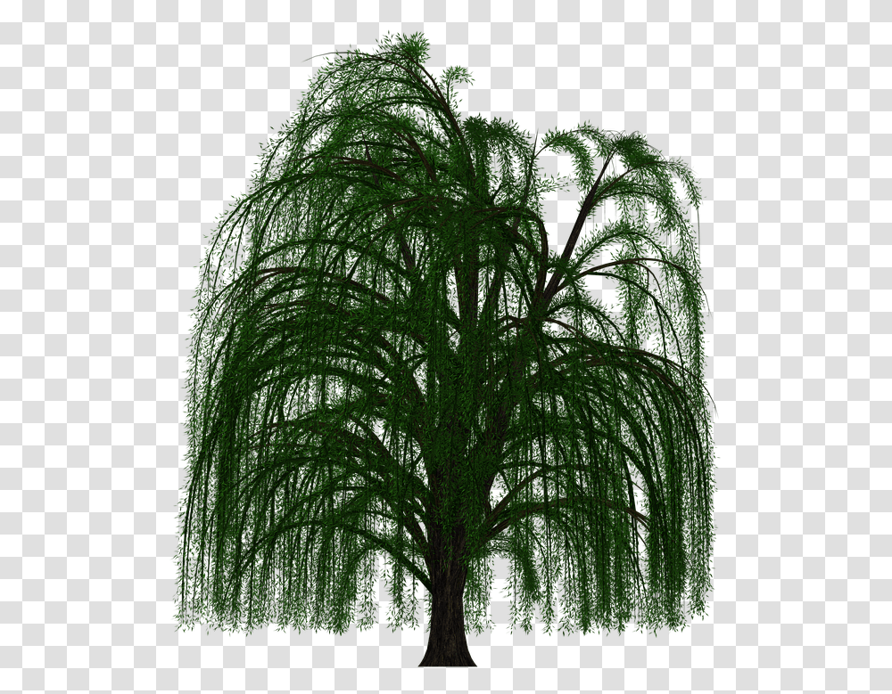 Weeping Willow Tree Deciduous Branch Weeping Willow, Plant, Vegetation, Leaf, Outdoors Transparent Png