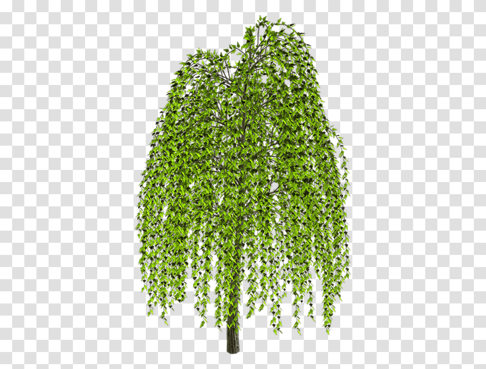 Weeping Willow Tree Drawing Clip Art Weeping Willow Tree House Drawings, Plant, Vegetation, Fern, Conifer Transparent Png