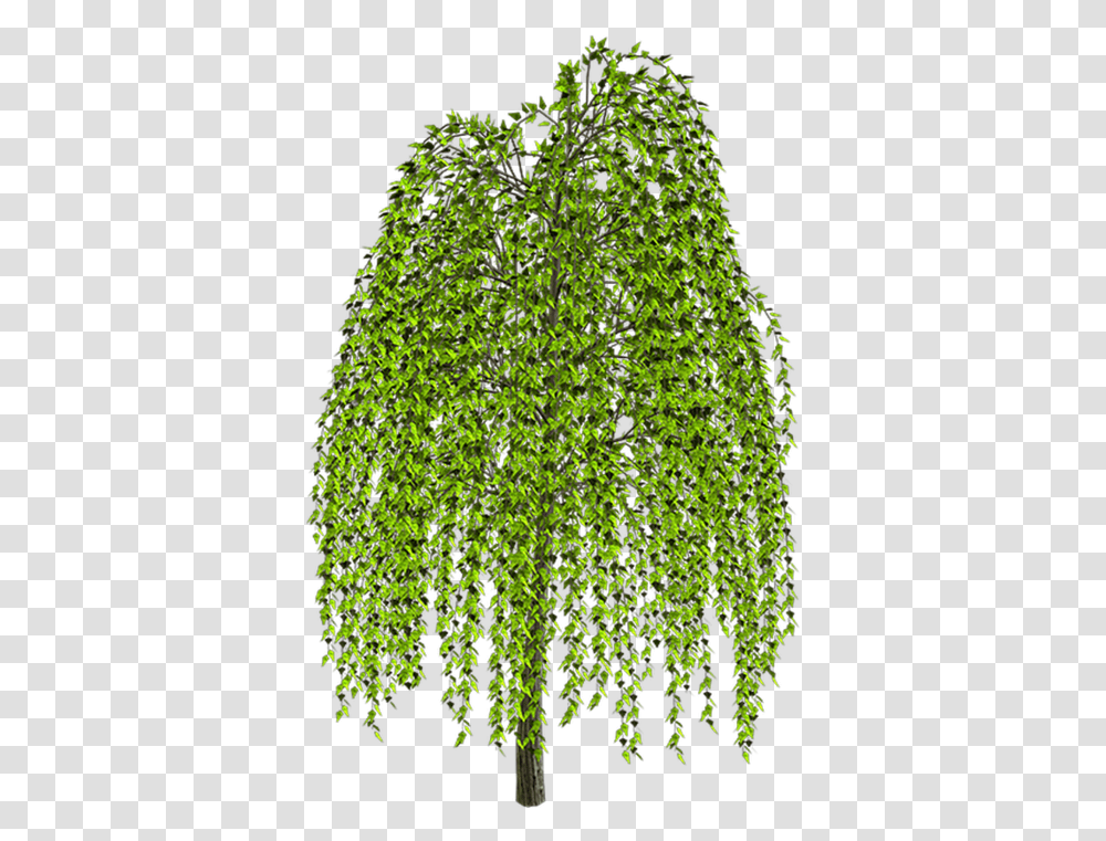 Weeping Willow Tree Drawing Clip Art Willow, Plant, Green, Vegetation, Fern Transparent Png