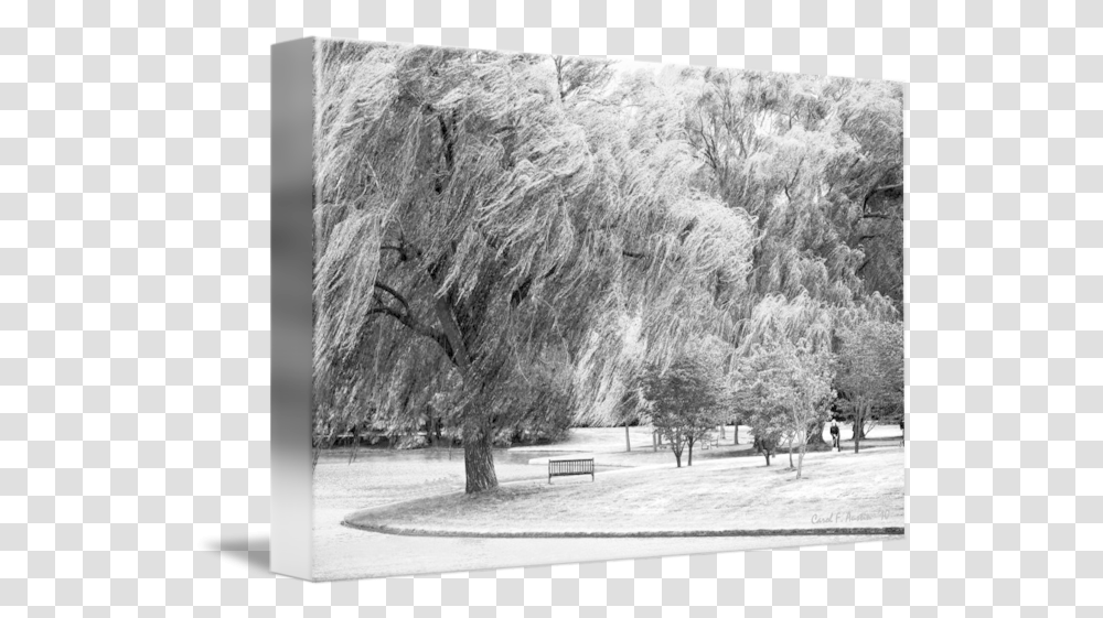 Weeping Willow Tree Landscape Meditation Wall Art By Carol F Austin Willow, Nature, Outdoors, Plant, Ice Transparent Png